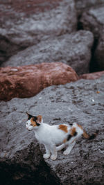 Cat lying on rock