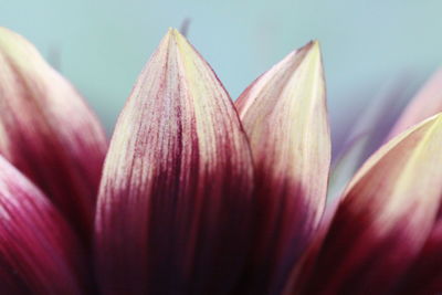 Close-up of pink flowers