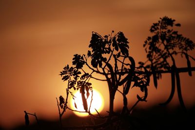 Close-up of silhouette plants against sky during sunset