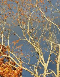 Low angle view of bare tree against sky