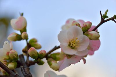 Low angle view of white flowers blooming on tree