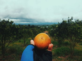 Close-up of man with orange fruit on tree