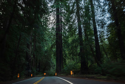 Road amidst trees in forest