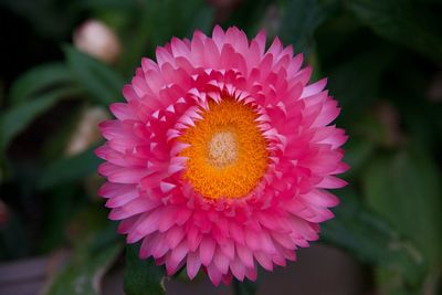 Close-up of pink flower
