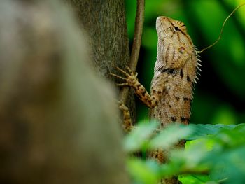 Close-up of insect on tree trunk