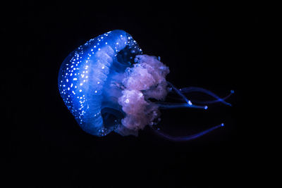 Close-up of jellyfish swimming in aquarium