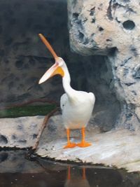 Bird perching on rock