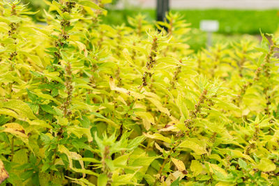 plant