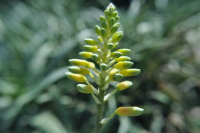 Close-up of yellow flower buds growing outdoors