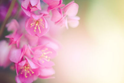 Close-up of pink cherry blossom