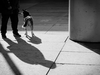 Low section of dog on footpath