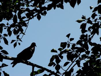 Low angle view of silhouette birds perching on tree against sky