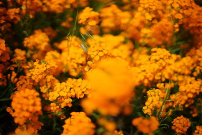 Close-up of yellow flowering plant