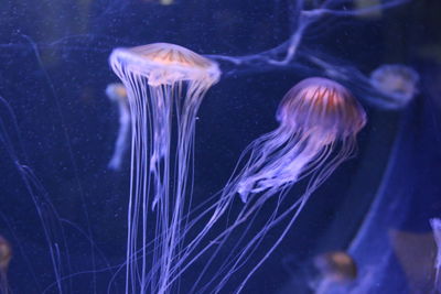 Close-up of jellyfish swimming in water