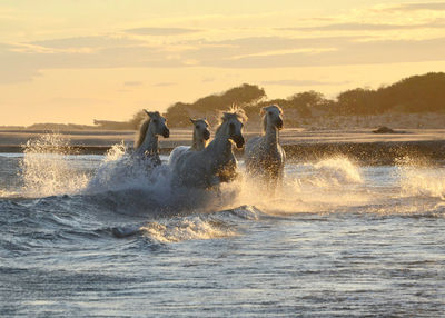 Horses galloping in sea against sky