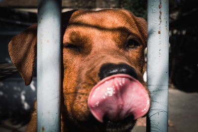 Close-up portrait of a dog