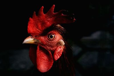 Close-up of rooster