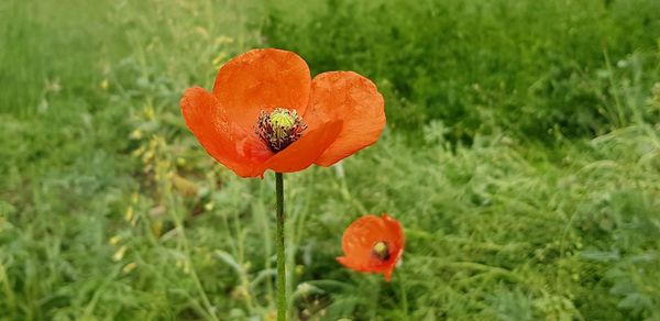 Close-up of orange poppy on field