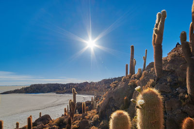 Cactus on mountain against sky during sunny day