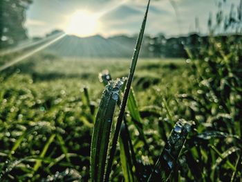 Close-up of caterpillar on grass