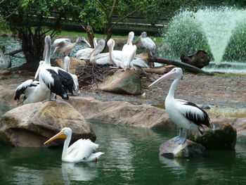 Swans swimming in lake