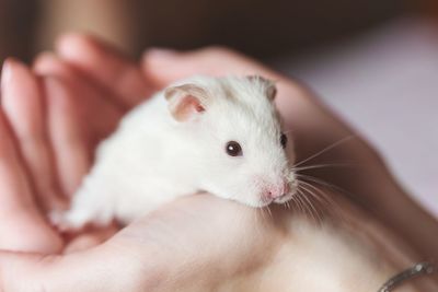 Adorable white hamster in hands