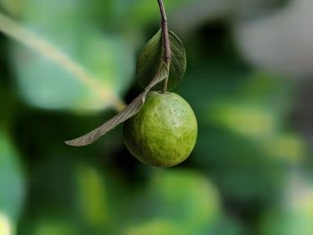 Close-up of guava fruit growing on tree.