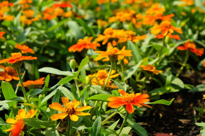 Close-up of yellow flower