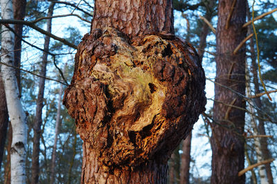 Close-up of tree trunk in forest