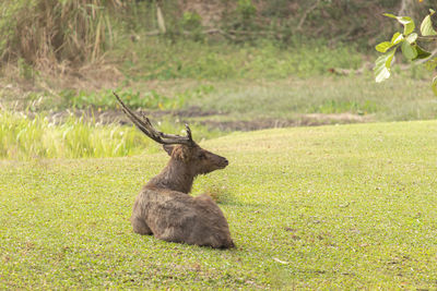 Deer on a field