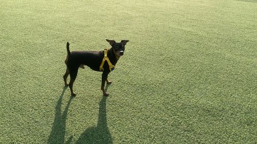 Dogs on field