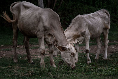 Horses grazing in a field