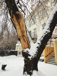 Bare trees on snow covered landscape during winter