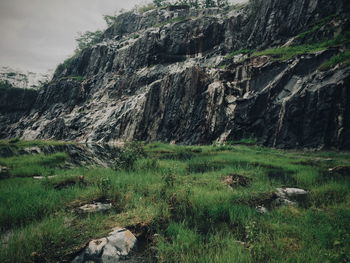 Plants growing on land