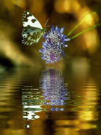 Butterfly on purple flower