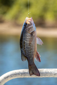 Close-up of fish hanging from hook