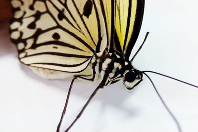 Macro shot of butterfly on white background