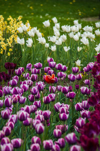 Close-up of fresh purple flowers in field