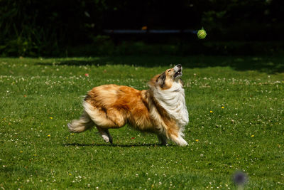 Dog playing with ball on field