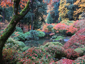 Plants and trees in forest during autumn