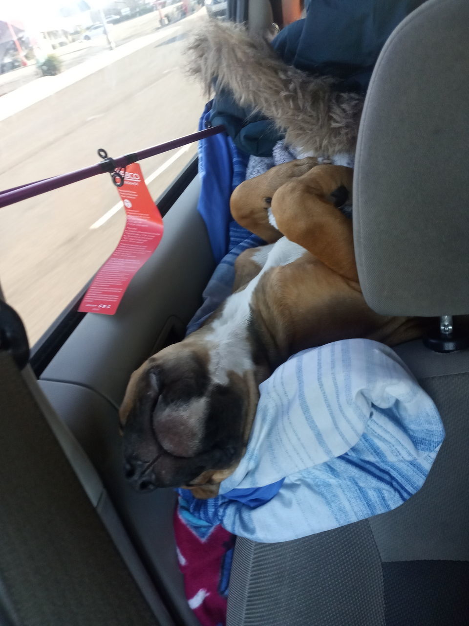 mammal, domestic animals, transportation, one animal, pet, mode of transportation, canine, dog, animal, animal themes, vehicle interior, travel, car seat, indoors, motor vehicle, adult, vehicle, one person, car, seat belt, relaxation, day, high angle view, sitting, seat, men, car interior, sleeping, vehicle seat, land vehicle, lifestyles