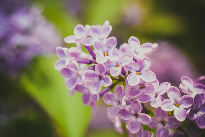 Close-up of purple flowering plant