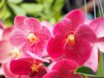 Close-up of pink flowers blooming outdoors