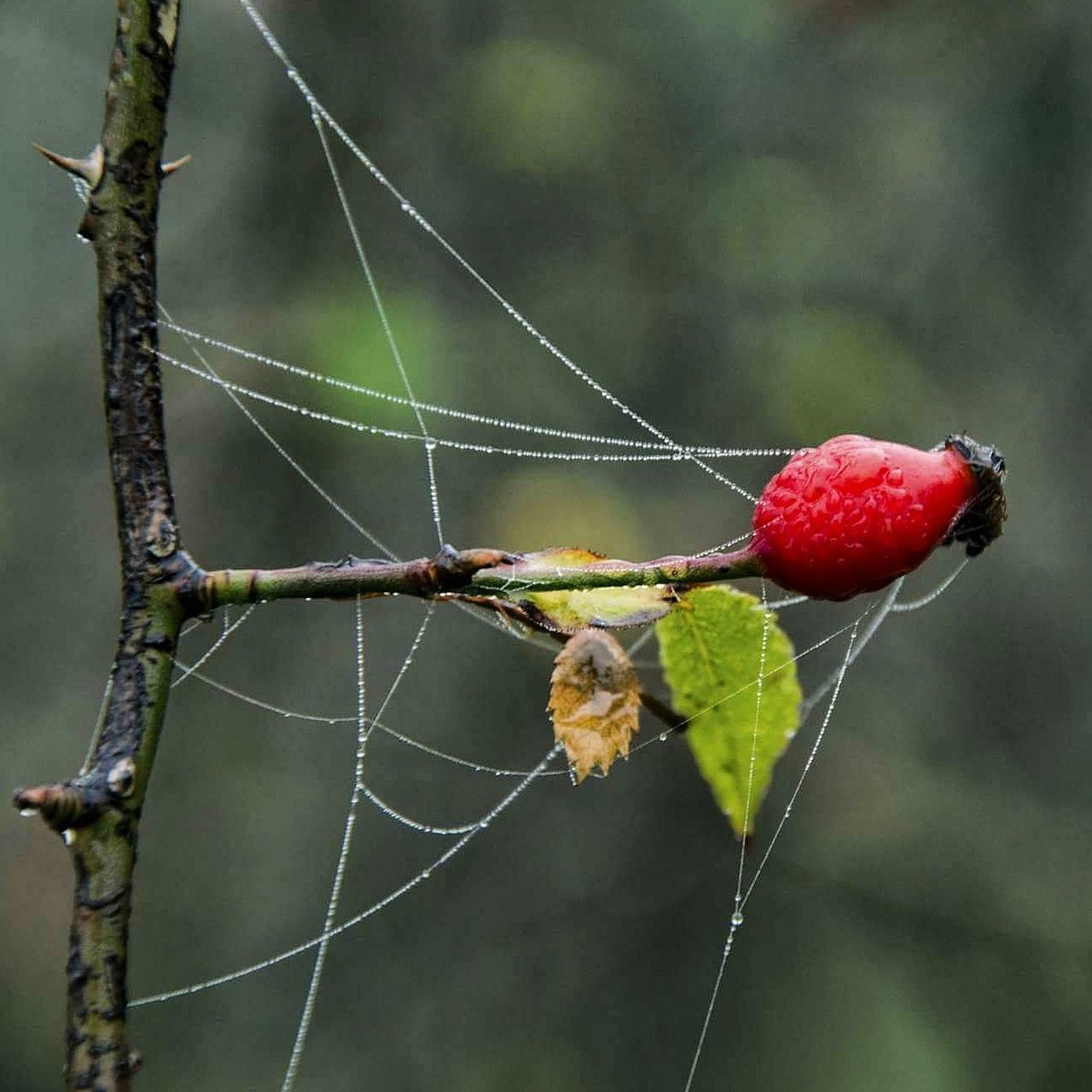 CLOSE-UP OF SPIDER ON WEB AT FRUIT