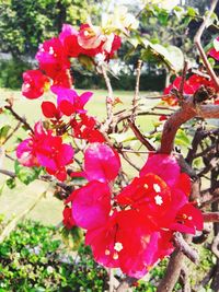 Close-up of pink flowering plant