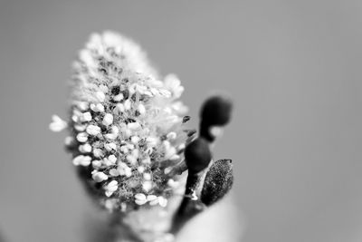 Close-up of flowering plant against white background