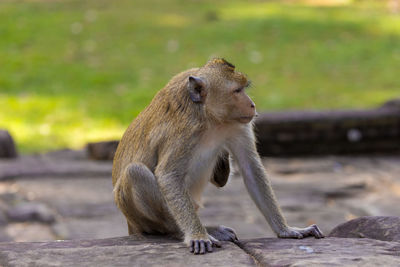 Macaque monkey in angkor complex, cambodia