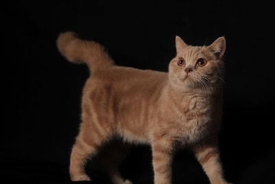 Portrait of cat standing against black background