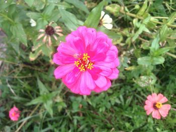 High angle view of pink cosmos flowers blooming outdoors