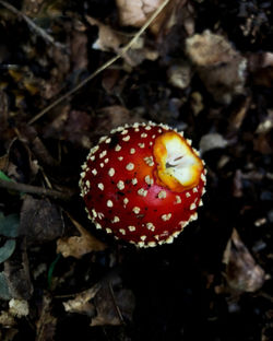 Close-up of fly agaric mushroom on field